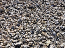 BCO-NootkaSoundShellfishLtd