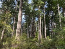 BCO-129JoyceRdSL7-QuadraIsland