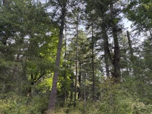 BCO-129JoyceRdSL7-QuadraIsland