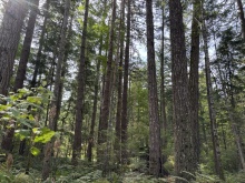 BCO-129JoyceRdSL7-QuadraIsland