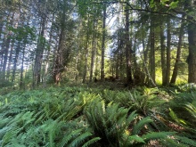 BCO-LotsA&BGraniteBay-QuadraIsland