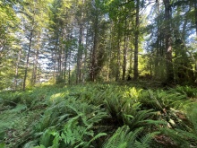 BCO-LotsA&BGraniteBay-QuadraIsland