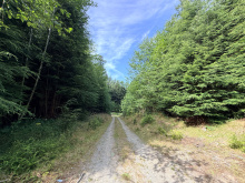 185 Kaleva Rd - driveway into forested section
