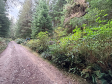 Lot 42 Sonora Island - roadway by property