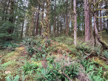 Lot 42 Sonora Island - walkable forest