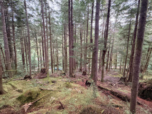 Lot 42 Sonora Island - open forest floor
