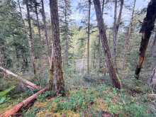 Lot 42 Sonora Island - looking down to the water