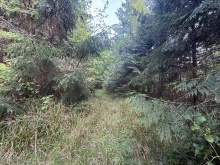 Read Island, DL453