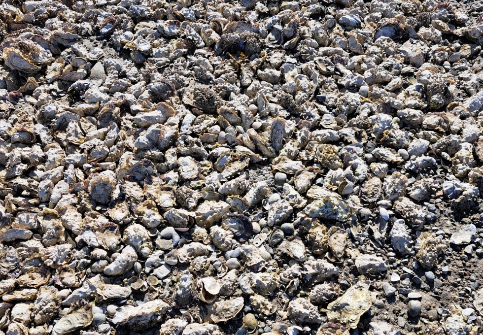 BCO-NootkaSoundShellfishLtd