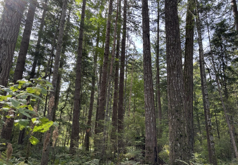 BCO-129JoyceRdSL7-QuadraIsland