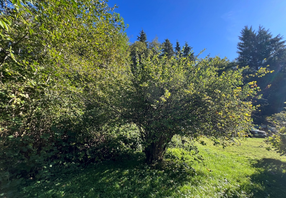 BCOceanfront-RupertInlet-RuralResidentialLicenceHomestead