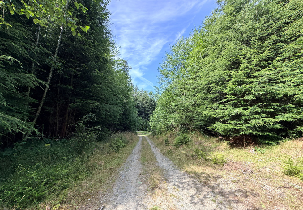 185 Kaleva Rd - driveway into forested section