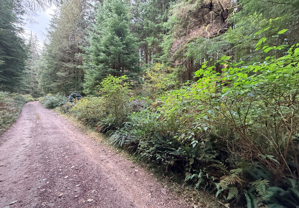 Lot 42 Sonora Island - roadway by property