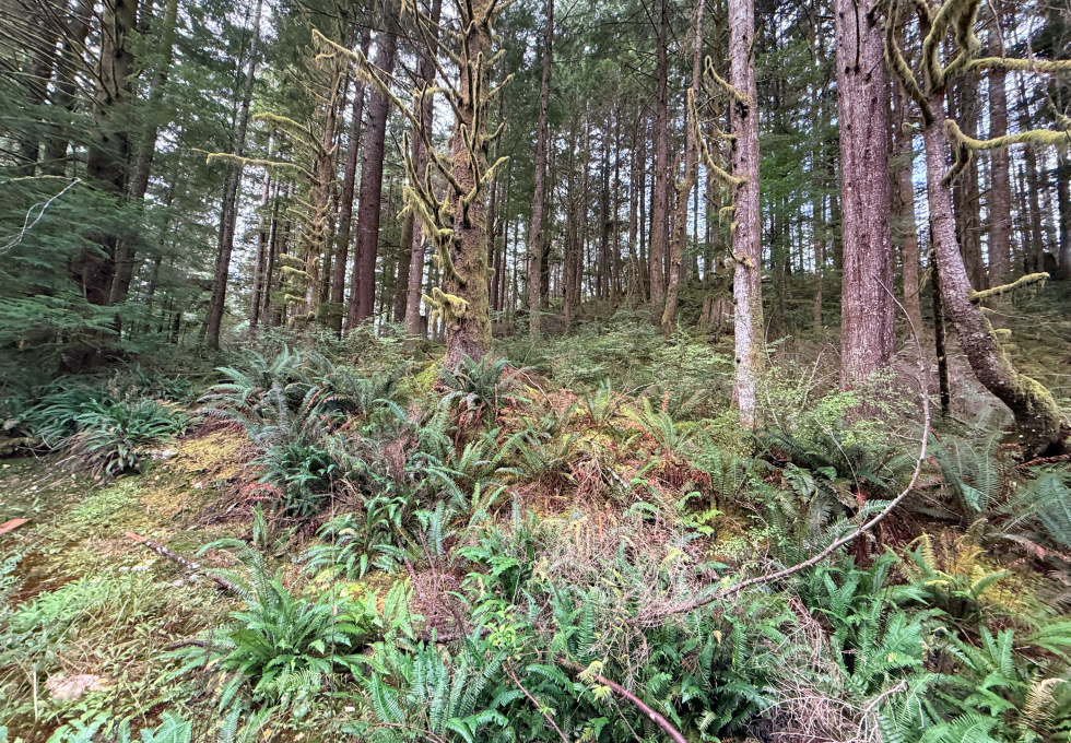 Lot 42 Sonora Island - walkable forest