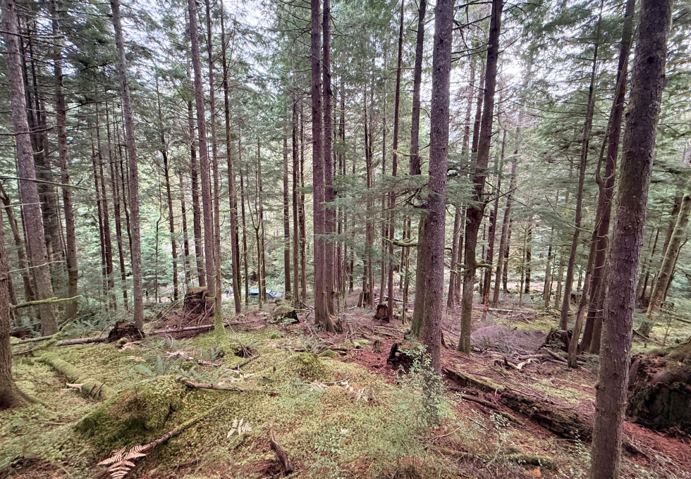 Lot 42 Sonora Island - open forest floor