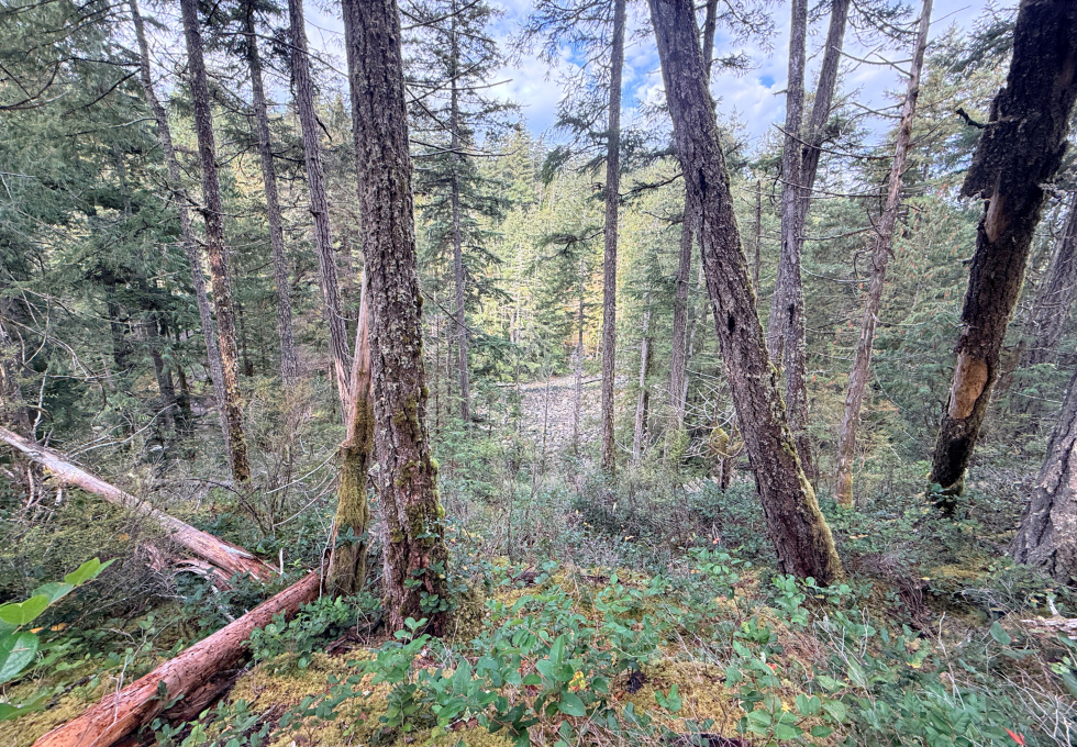 Lot 42 Sonora Island - looking down to the water